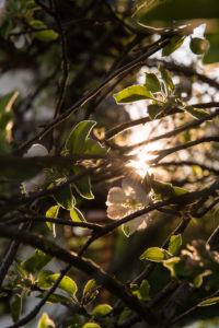 Spring, blossoming apple-tree Spring, blossoming apple-tree